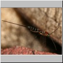 Perithous speculator - Schlupfwespe 02b 10mm.jpg